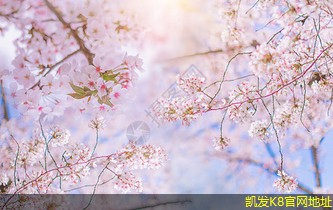 網(wǎng)絡(luò)布線設(shè)備的選購指南